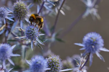 Bees on Echinops 2024.jpg